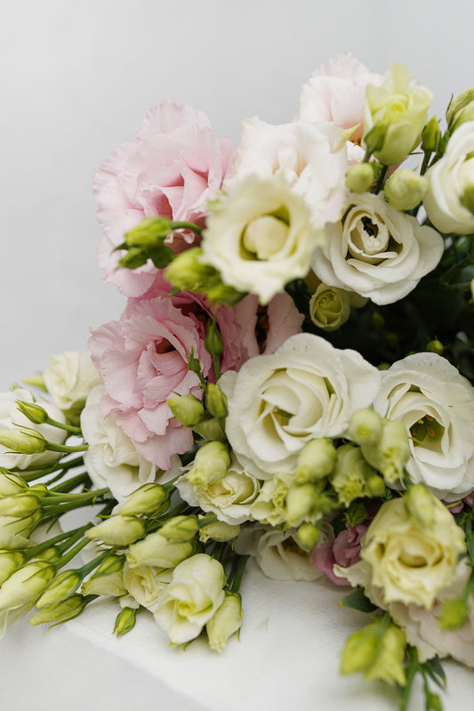 Eustoma mix