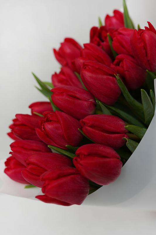 Red tulips