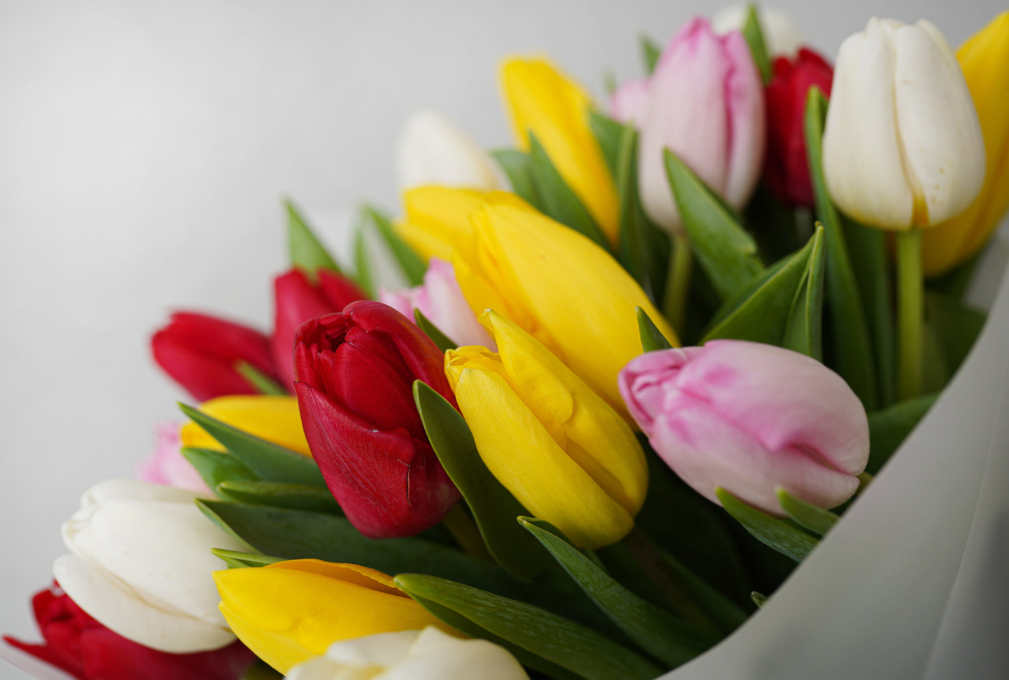 Tulip mix
