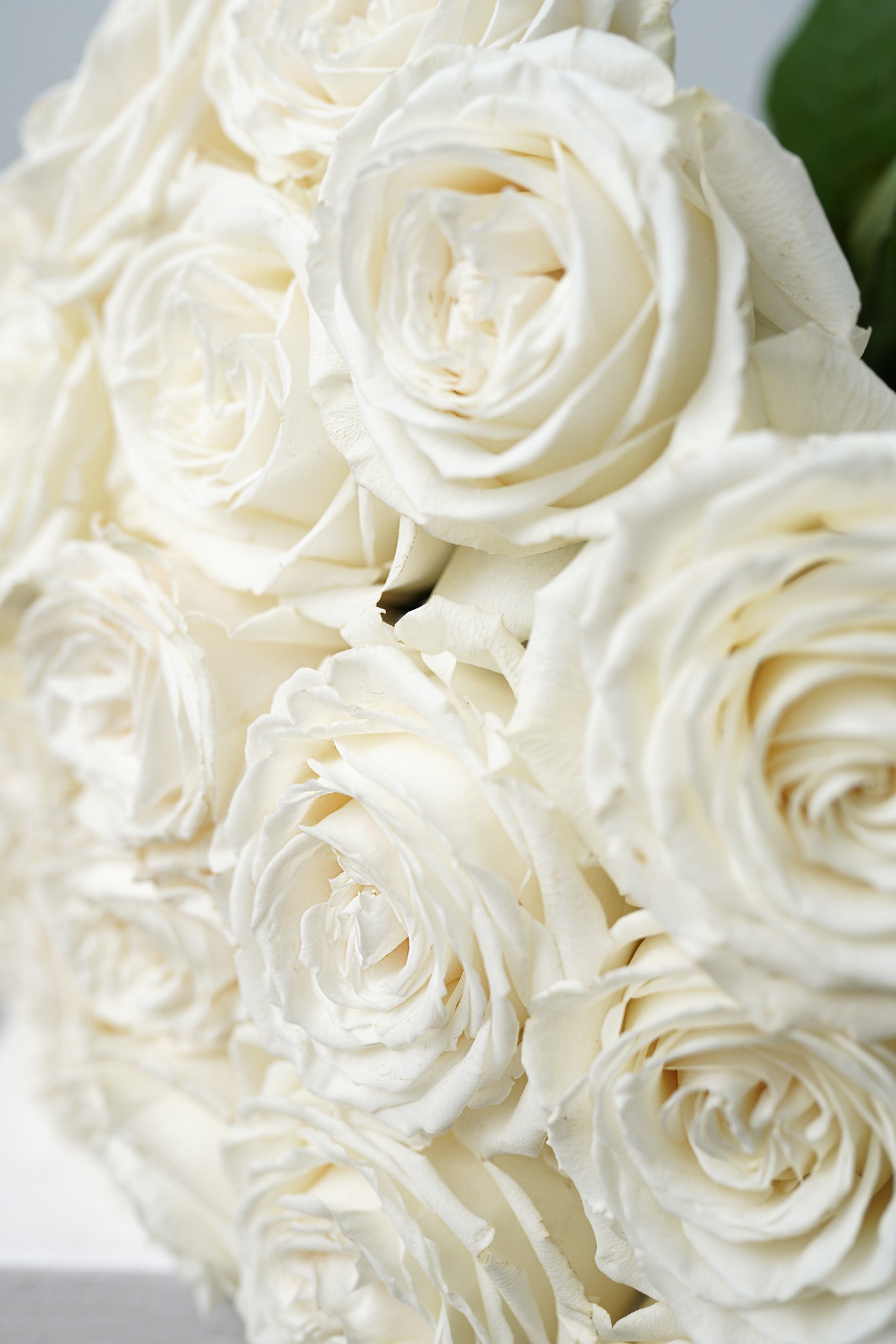 White roses