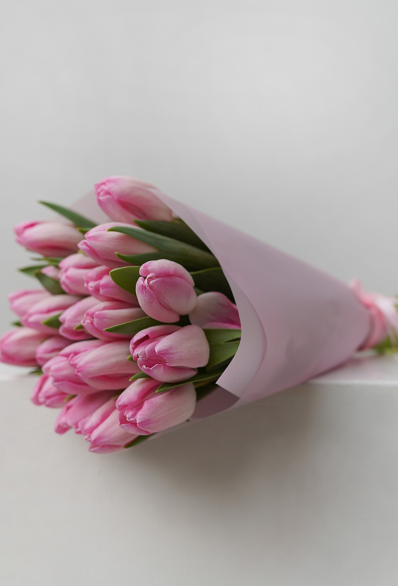 Pink tulips