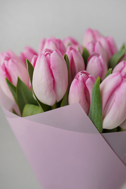 Pink tulips