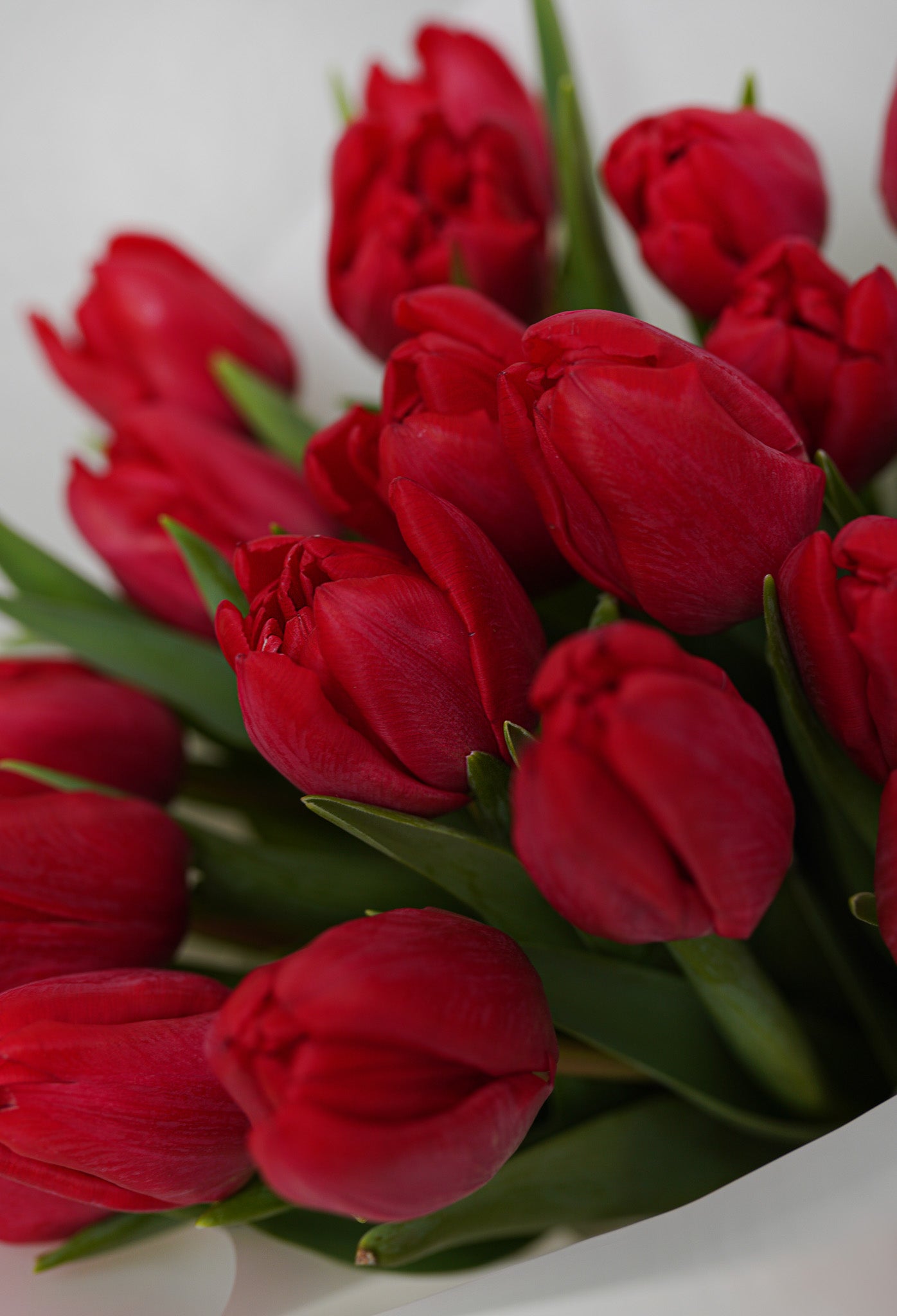 Red tulips